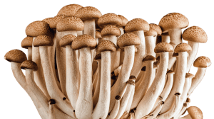 Fungi02
