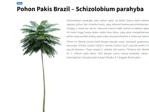 Pohon_Ap_Brazil2
