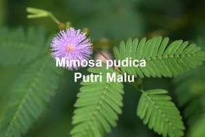 Putri malu 01