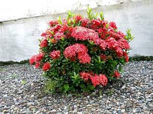 ixora_javanica01