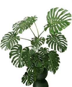 monstera001-removebg-preview